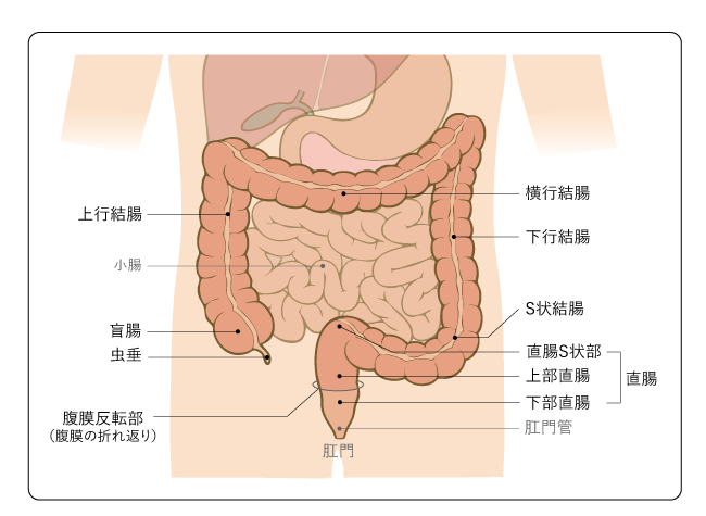 図１　大腸の構造の図