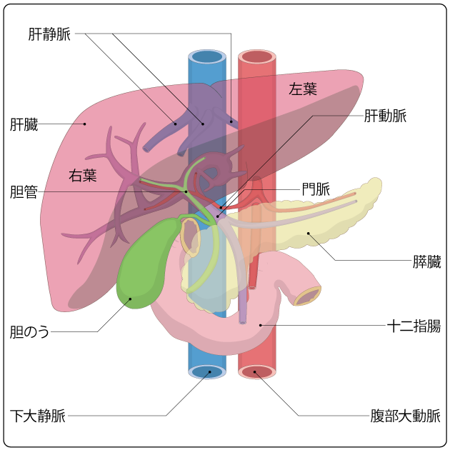 図１　肝臓と周辺の臓器の構造の図