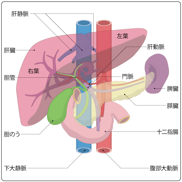 図１　肝臓の位置と周囲の臓器