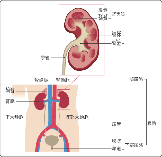 図１　腎盂・尿管の構造