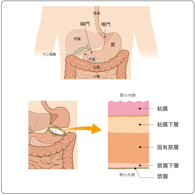 図１　胃の構造