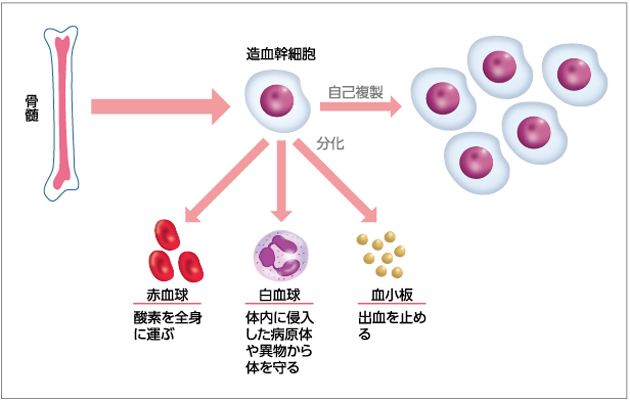 図１　造血幹細胞の分化と自己複製