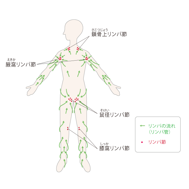 図１　リンパ管とリンパ節