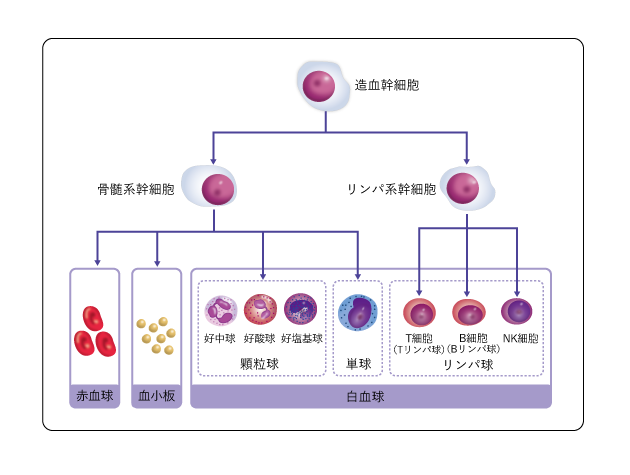 図１　造血幹細胞から血液細胞への分化の図