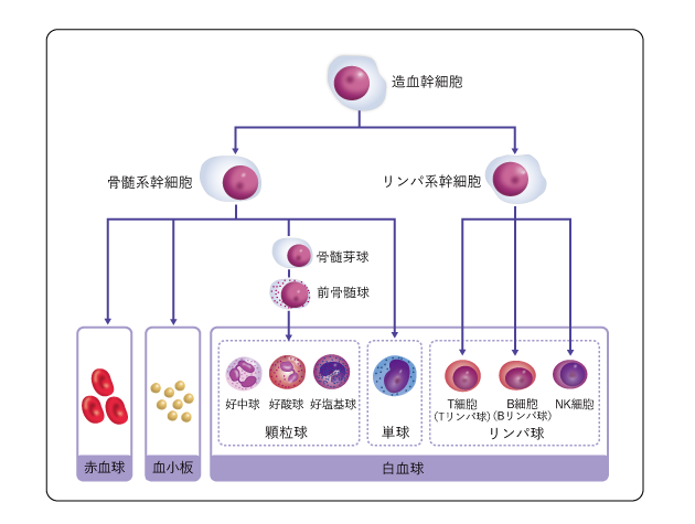 造血幹細胞から血液細胞への分化