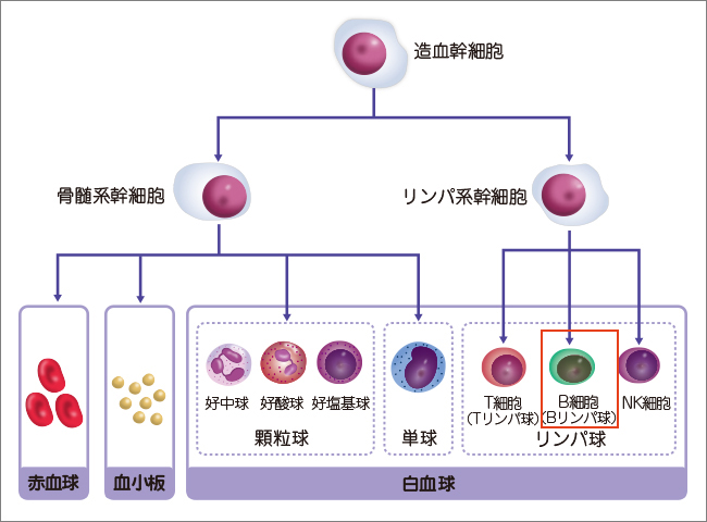 造血幹細胞から血液細胞への分化