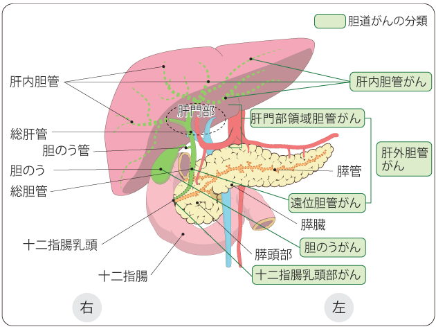 図１　胆道と周囲の臓器の図