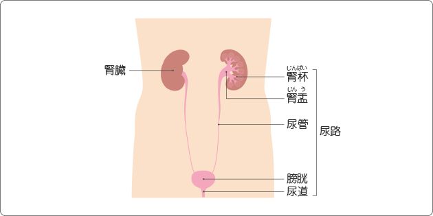 図２　尿路の位置
