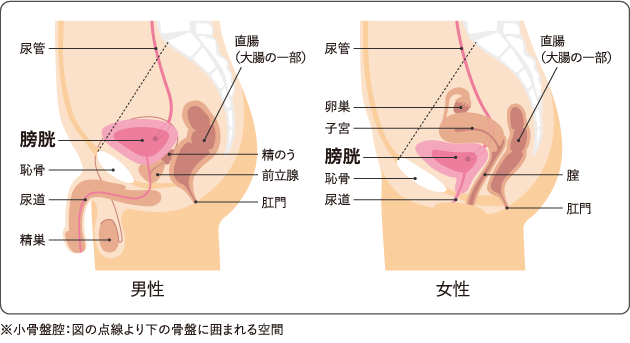 図１　膀胱と周囲の臓器