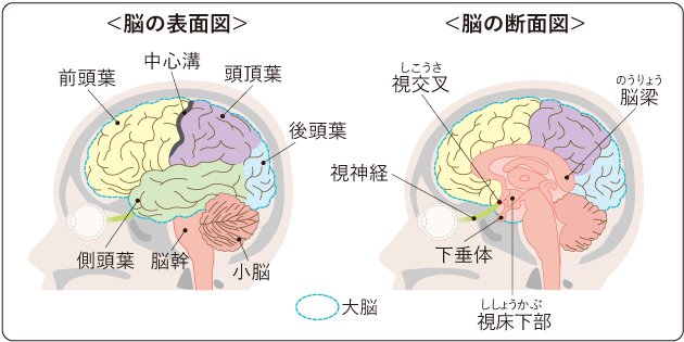 図２　脳の表面図と断面図の図