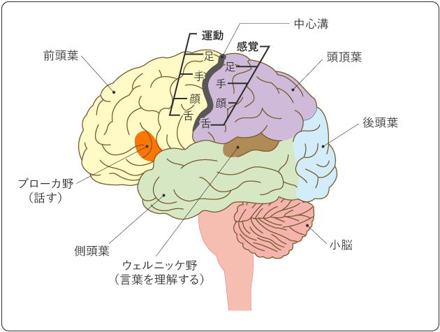 図5 脳の左側の機能