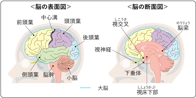 図２　脳の表面図・断面図