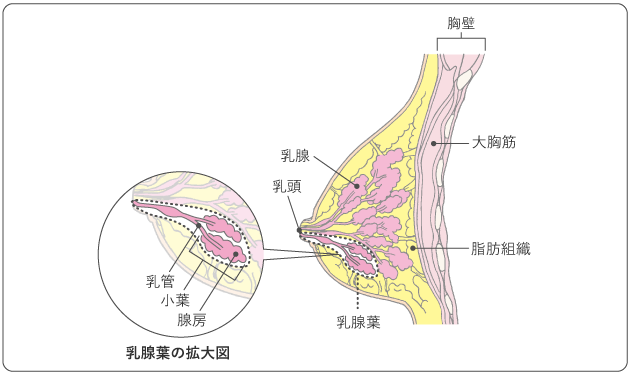 図１　乳房の構造図