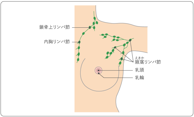 図２　乳房の周囲のリンパ節の図