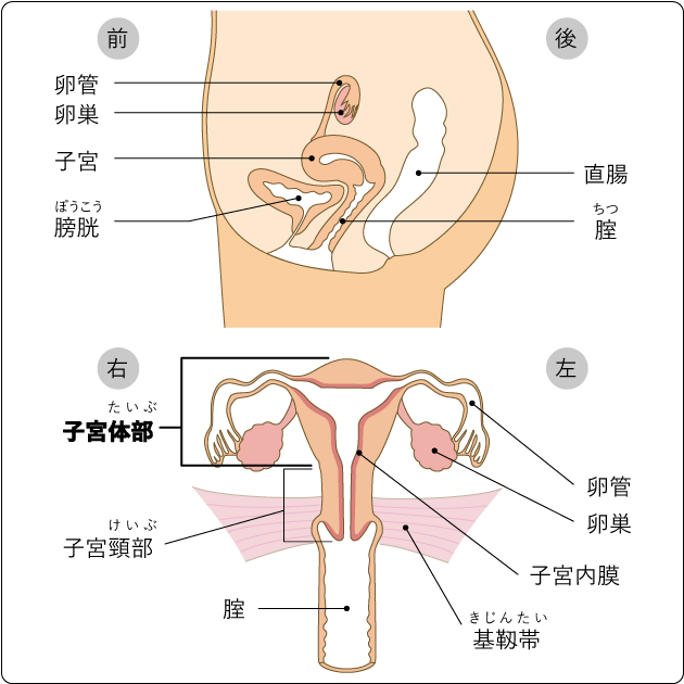 図１　子宮の構造と周囲の臓器の図
