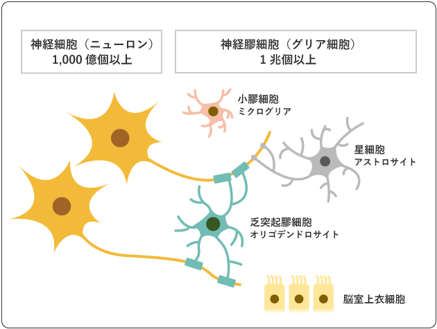 図３　脳を構成する細胞