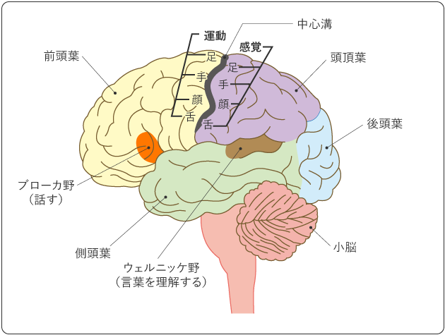 図５　脳の左側の機能