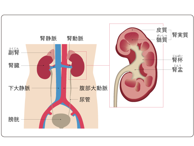 図１ 腎臓と周囲の臓器