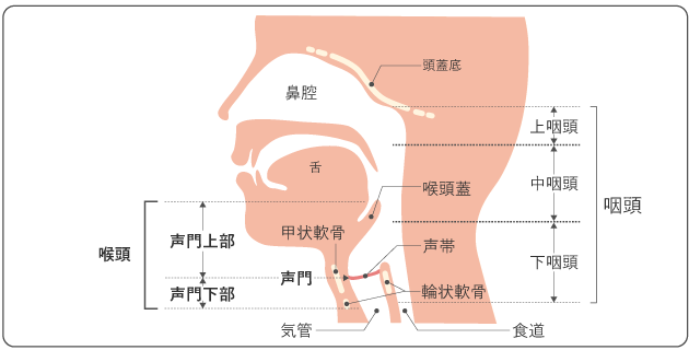 図１　頭頸部の構造の図
