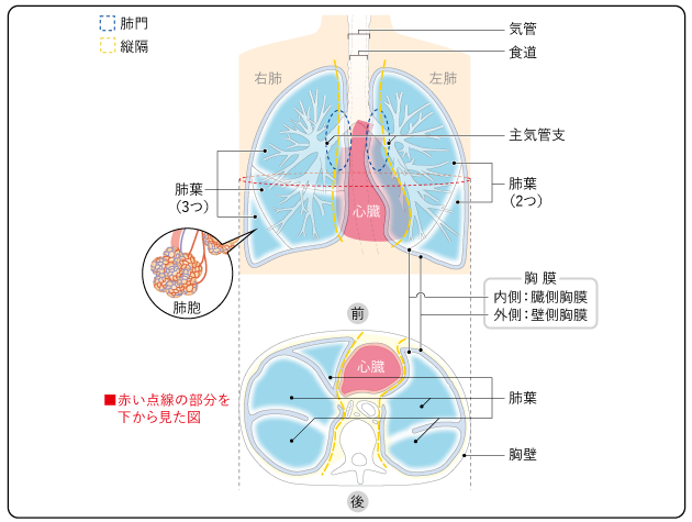 図１　肺の構造の図