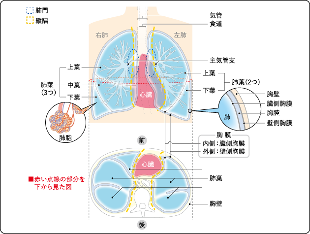 肺がんにおける脳の症状