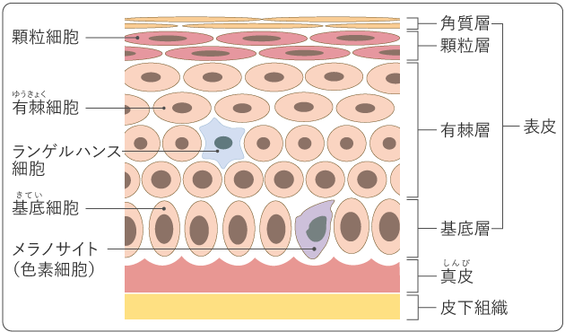 図1　表皮の構造と細胞の図