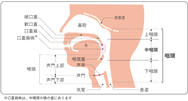 図１　頭頸部の構造図