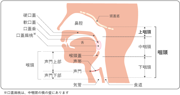図１　頭頸部の構造図