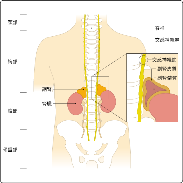 図１　神経芽腫の発生に関連する主な部位と臓器
