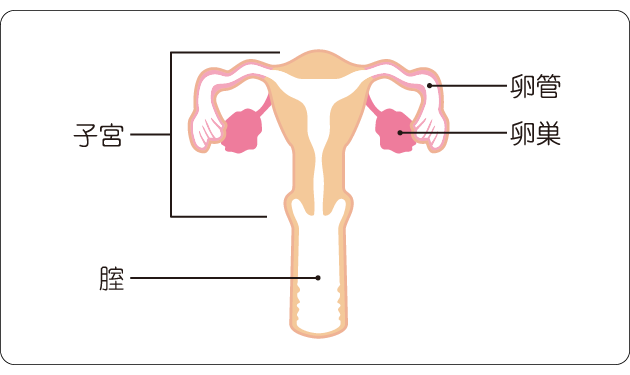図１　卵巣と卵管の図