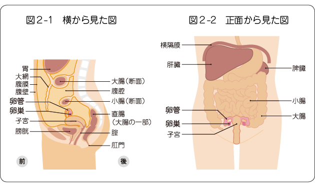 図２　腹部の構造の図