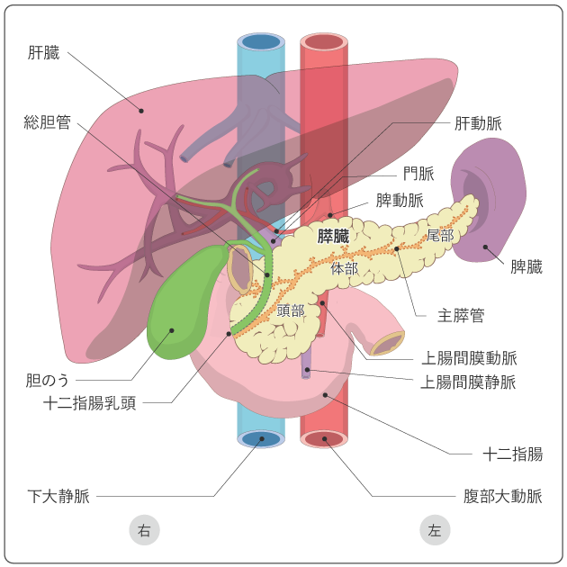 図１　膵臓と周囲の臓器の関係の図