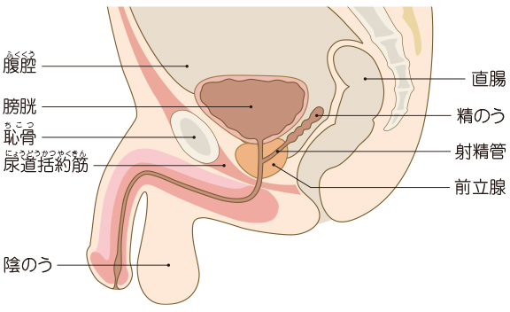 図１　前立腺の構造の図