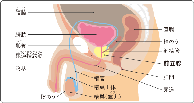 図１　前立腺の位置と周囲の臓器