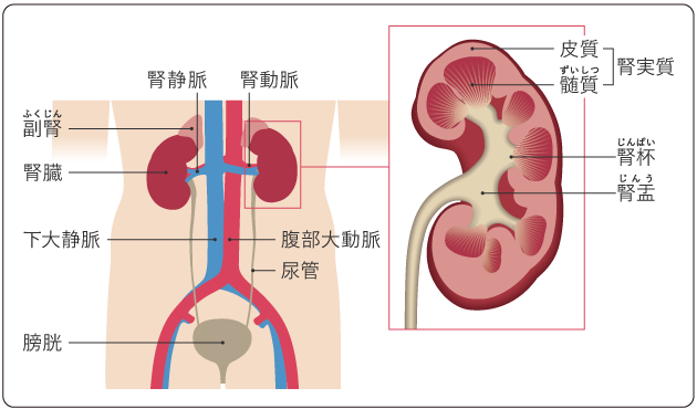 図１　腎臓の構造