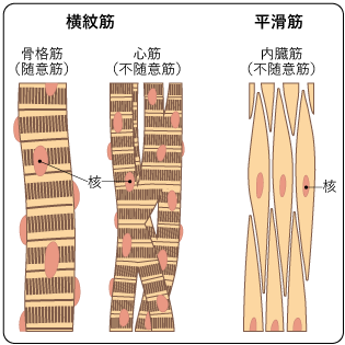 図２　筋肉の種類