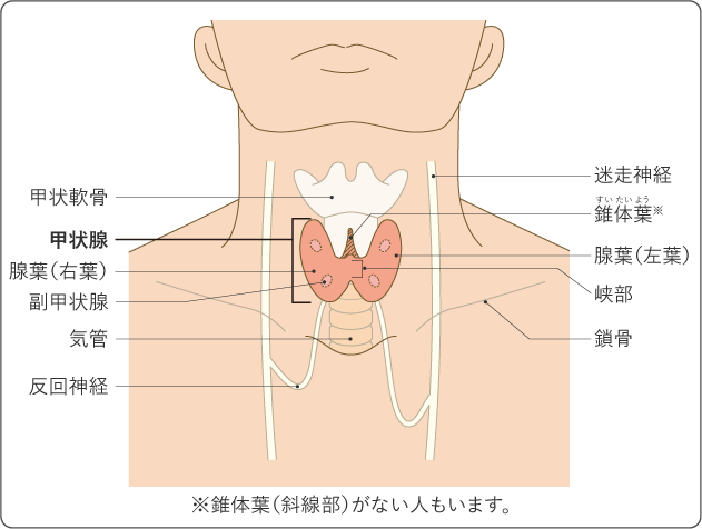 図１　甲状腺の構造