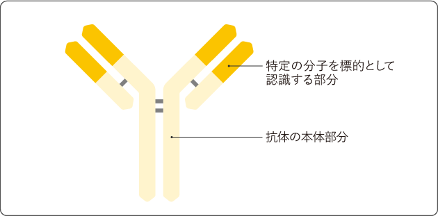 抗腫瘍化学療法はどの程度効果がありますか?
