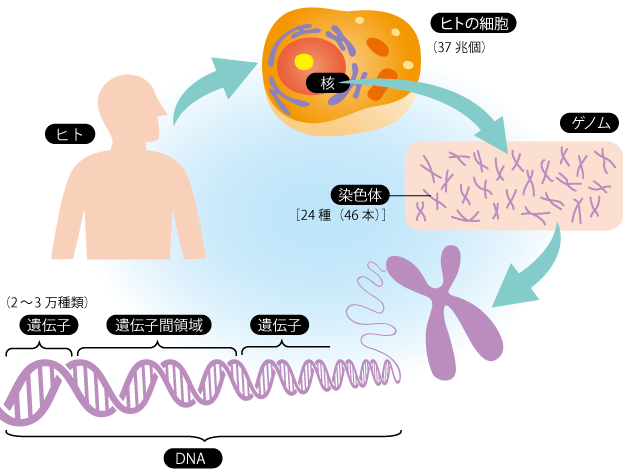 図３　ゲノムと遺伝子