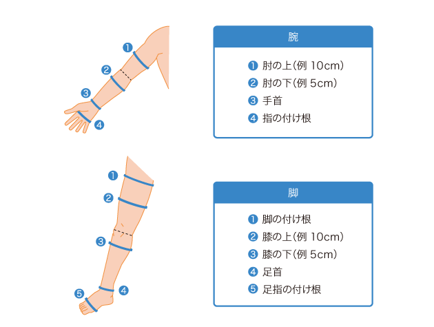図５　腕や脚の太さの代表的な測る部位
