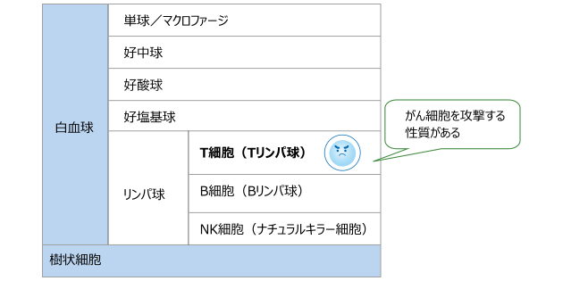 白血球、単球/マクロファージ、好中球、好酸球、好塩基球、リンパ球、T細胞(Tリンパ球)、B細胞(Bリンパ球)、NK細胞(ナチュラルキラー細胞)、樹状細胞